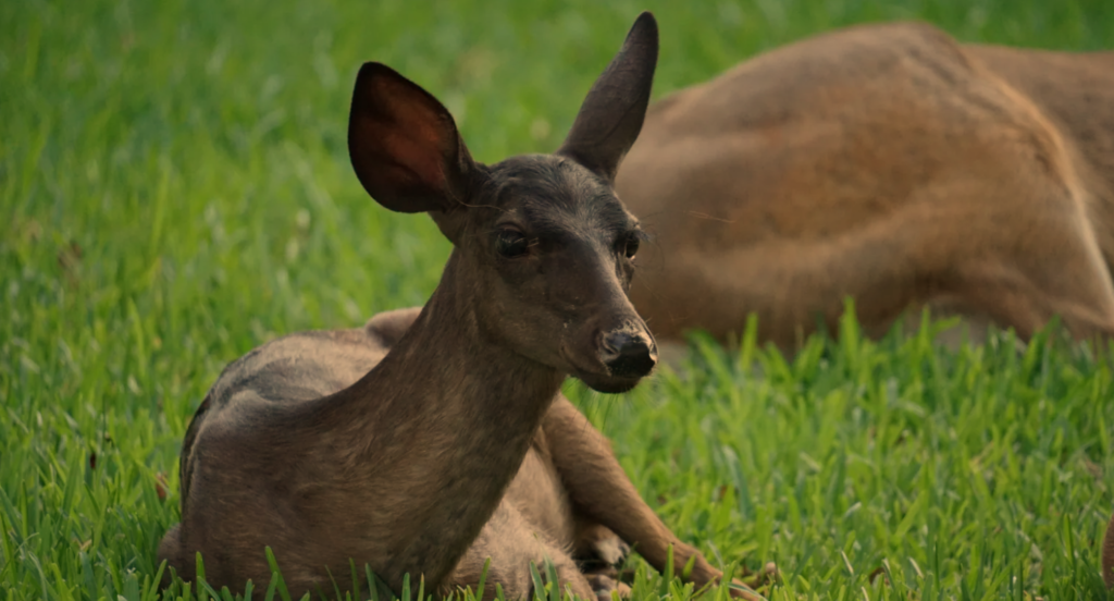 Black Deer in Backyard