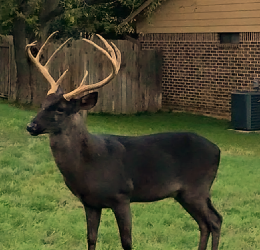 How Rare Are Black Deer