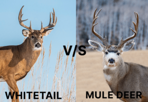 Whitetail Deer Vs Mule Deer Key Differences Every Hunter Should Know