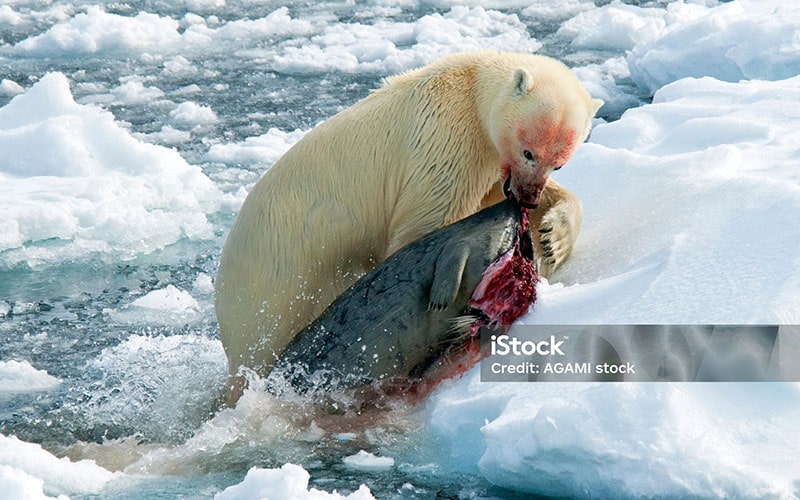 Evolutionary Perspective on Polar Bear Behavior