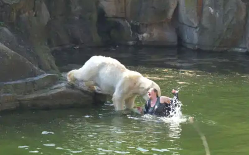 Polar Bear Churchill Attack On Woman