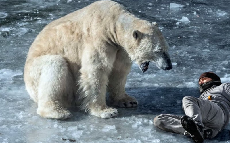 Polar Bear Point Lay Attack USa Alaska