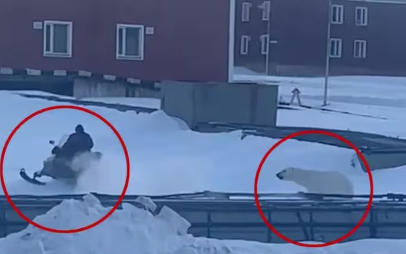 Polar Bear Svalbard Attack