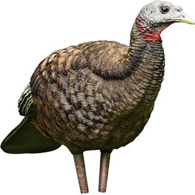 Avian-X LCD Breeder Hen