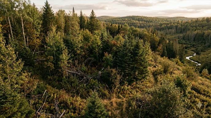 Ideal Whitetail Bedding Cover - Dense Brush and Timber