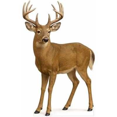 EZISHIPS White Tail Deer Cardboard Cutout