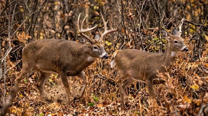 Rutting Buck Pursuing Doe - Peak Rut Behavior