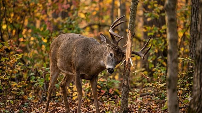 White-Tailed Buck Making Antler Rub in Fall Pre-Rut