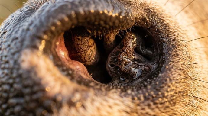White-Tailed Deer Nose and Scent Detection