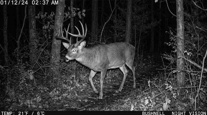 Trail Camera Footage Mature Whitetail Buck Night Movement