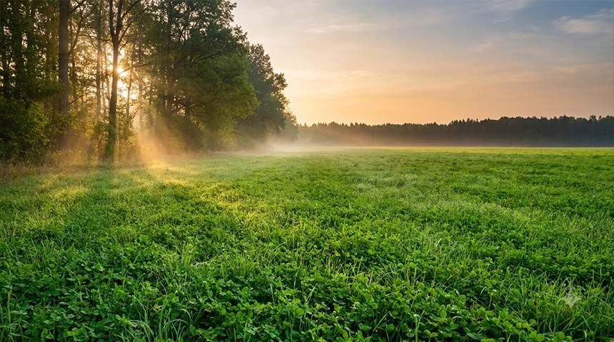 Clover food plot at sunrise