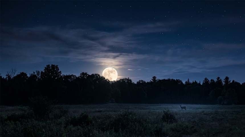 Deer grazing beneath a full moon at night