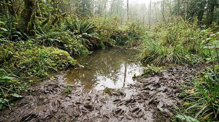 Deer hoofprints at woodland pond