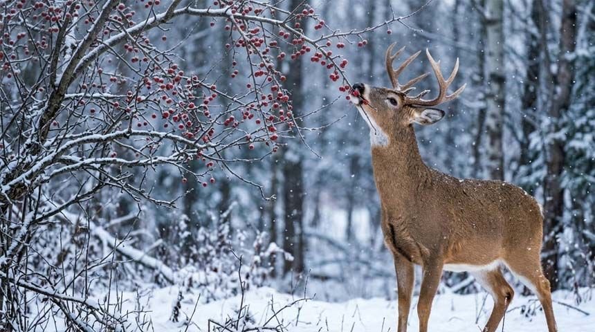 Deer reaching for a crabapple branch in winter