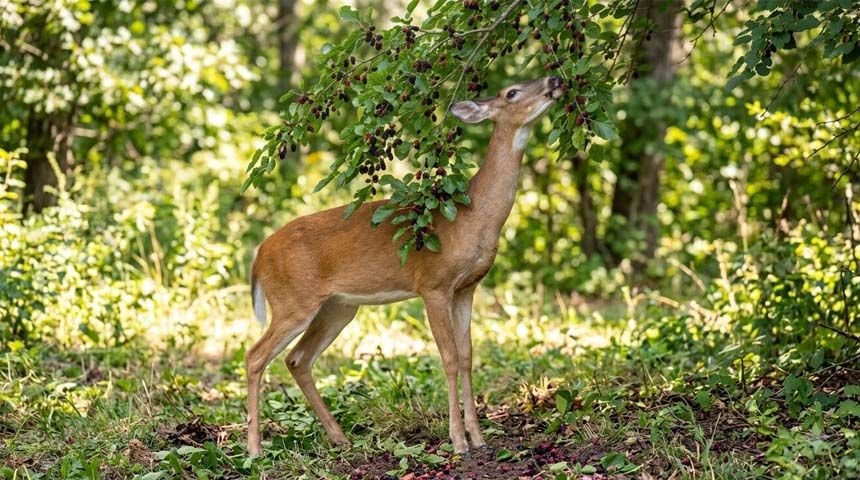 Deer reaching for a mulberry branch