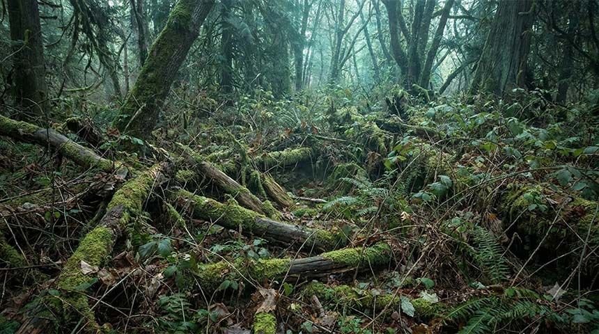 Dense forest brush and undergrowth ideal for bedding sanctuary
