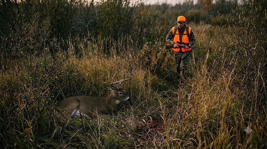 Safe Approach to Bedded Deer