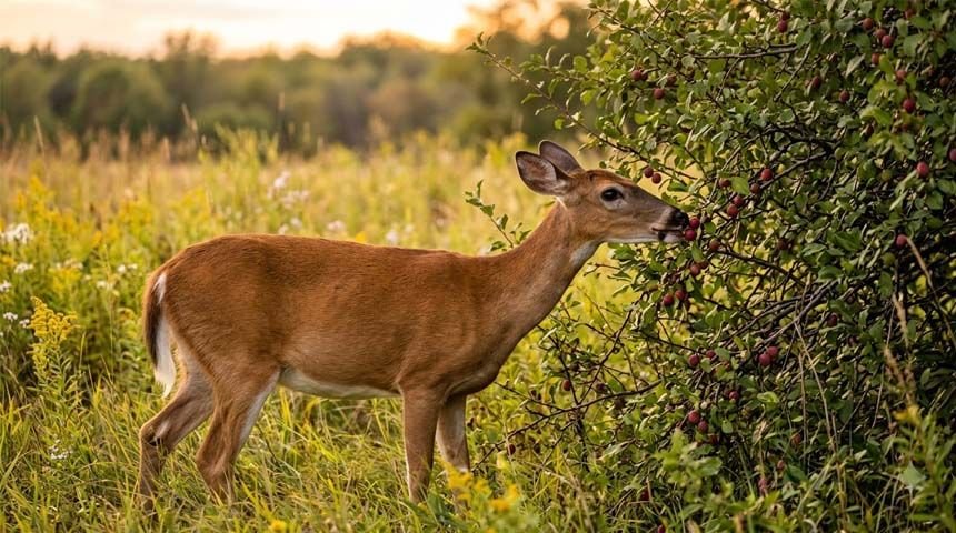 Whitetail deer browsing near wild plum thicket