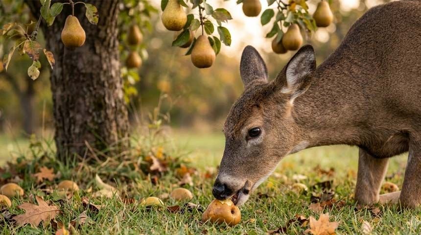 Whitetail deer eating a fallen pear