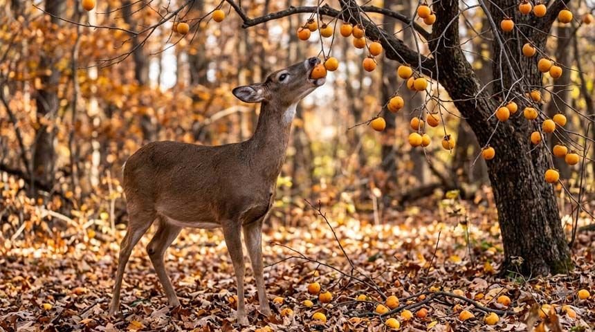 Whitetail deer eating persimmon fruit