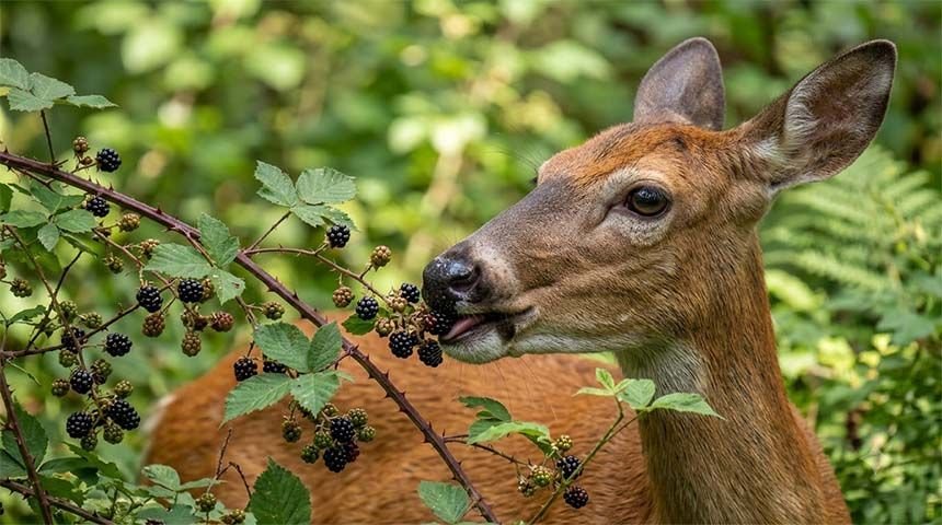 Whitetail deer eating blackberries