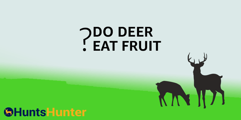 Do Deer Eat Fruit?: The Sweet Side of Herbivores
