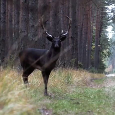 Majestic Black Deer in Valley