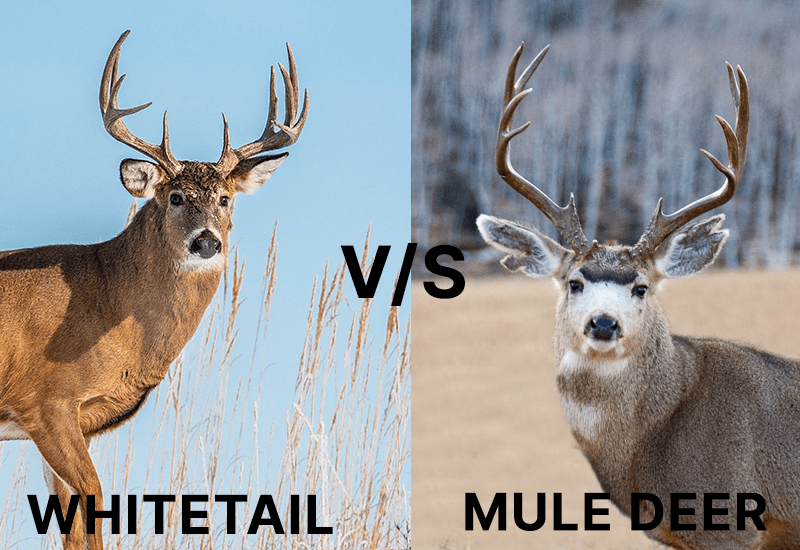 Whitetail Deer vs. Mule Deer