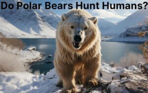 Do Polar Bears Hunt Humans? What Science & Evolution Tell Us