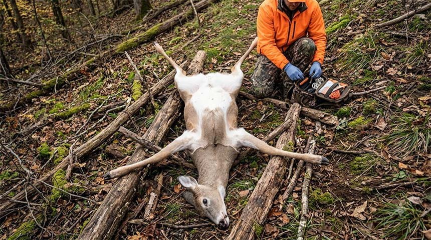 Correct positioning of harvested deer for field dressing
